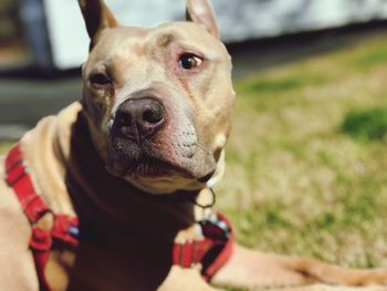 Close-up portrait of dog