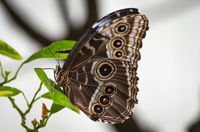 Close-up of butterfly on leaf