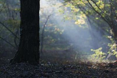 Trees in forest