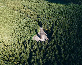 High angle view of crops on field