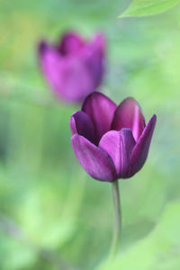 Close-up of pink tulip