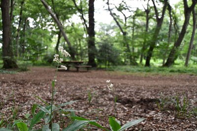 Trees growing on field in forest