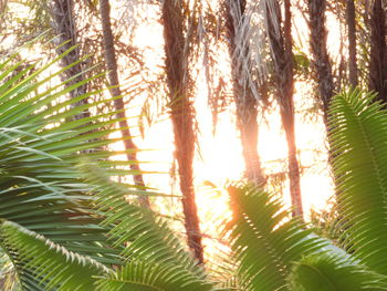 Palm trees growing in forest