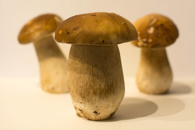 Close-up of mushrooms on table