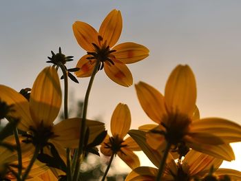 Close-up of yellow flowering plant against sky