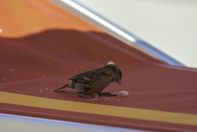 High angle view of a bird