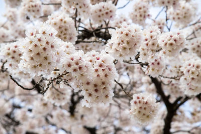 Close-up of cherry blossom