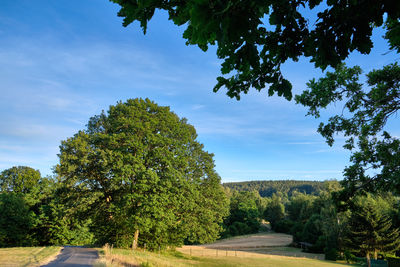 Trees by road against sky