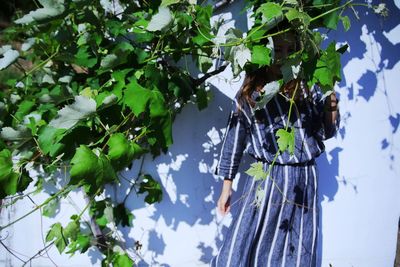 Close-up of ivy hanging on tree against blue sky