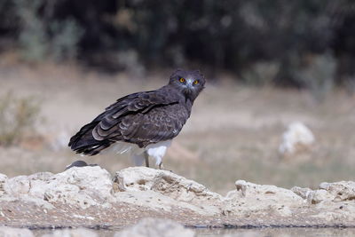 Close-up of bird perching on rock