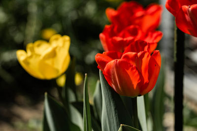 Close-up of red tulip