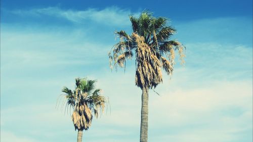 Low angle view of palm trees against cloudy sky