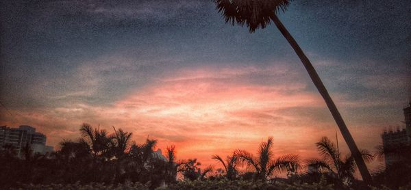 Low angle view of trees at sunset