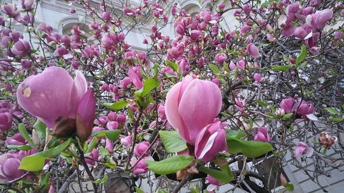 Close-up of pink flowering plants