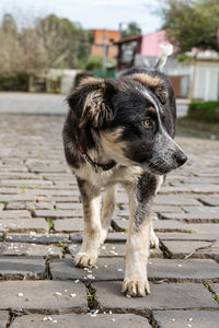 Close-up of dog