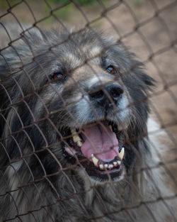 Portrait of a caucasian shepherd dog