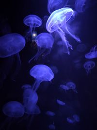 Close-up of jellyfish in sea