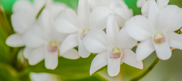 Close-up of white flowering plant