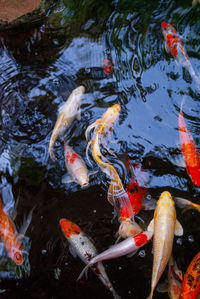 High angle view of koi carps swimming in pond