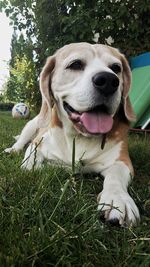 Close-up of dog sticking out tongue on grass