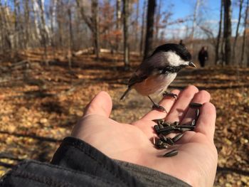 Cropped hand feeding chickadee in forest