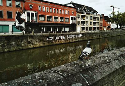 Bird by water in city