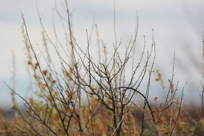 Close-up of plant