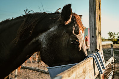 Horse eating at a farm during sunset in killeen, texas