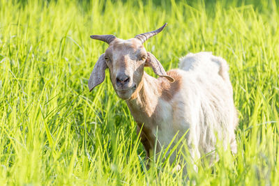 Sheep in pasture