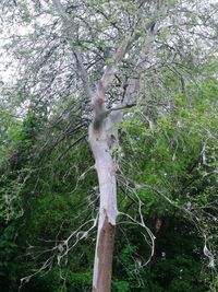 Low angle view of tree trunk in forest