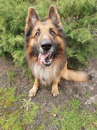 Portrait of dog on field