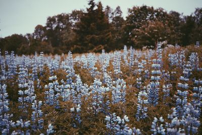 Close-up of frozen plants on snow covered land