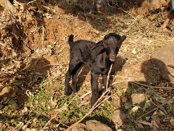 Dog on ground