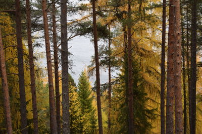 Pine trees in forest during autumn