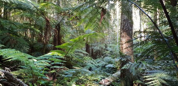 View of trees in forest