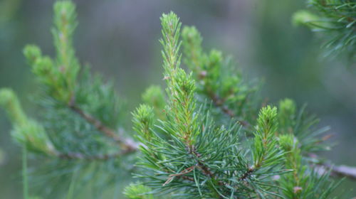 Close-up of pine tree