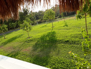Scenic view of grass and trees