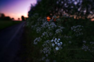 Close-up of purple flowering plant on field