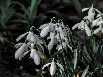 Close-up of white flowering plants on field