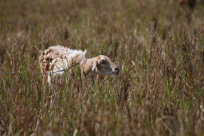 Sheep in a field