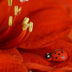 Extreme close up of red flower