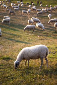 Sheep grazing in a field