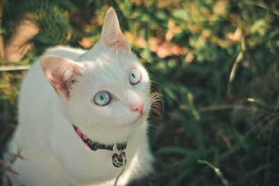 Close-up of cat