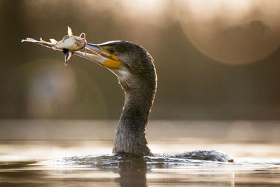 Fishing in nature