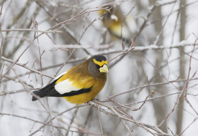 Close-up of bird perching on branch