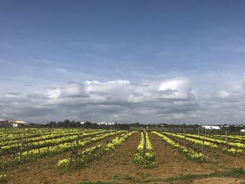 Scenic view of vineyard against sky