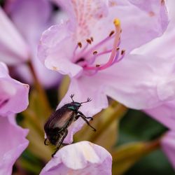 Close-up of insect on pink flower