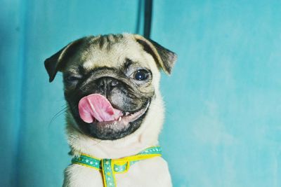 Close-up portrait of pug sticking out tongue by turquoise wall