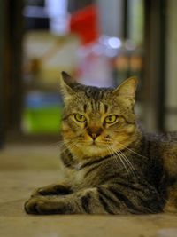 Close-up portrait of tabby cat