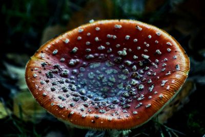 Close-up of fly agaric mushroom in forest